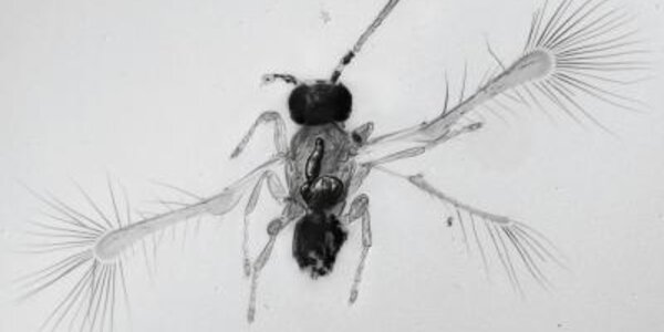 Article teaser image