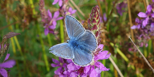 Article teaser image