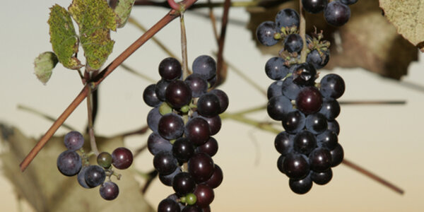 Article teaser image