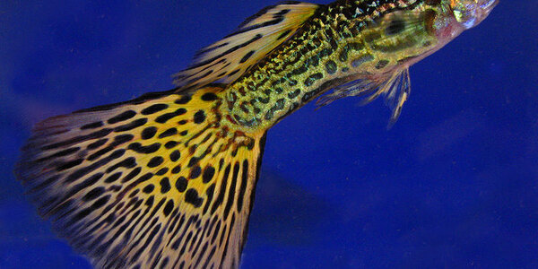 Article teaser image