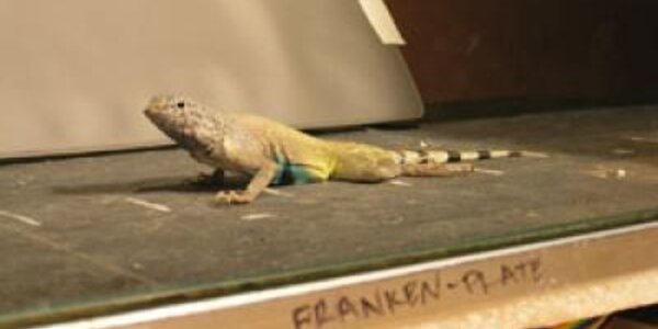 Article teaser image