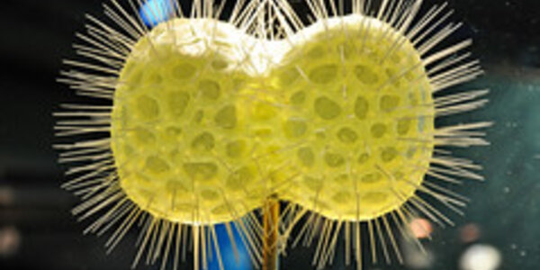 Article teaser image