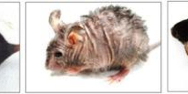 Article teaser image