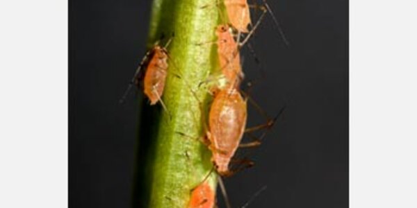 Article teaser image