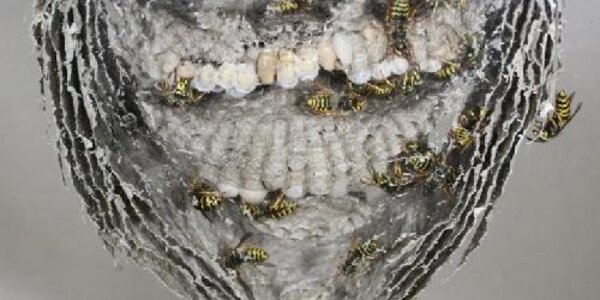 Article teaser image