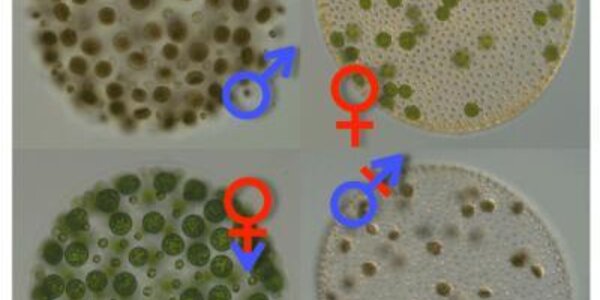 Article teaser image