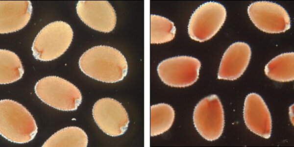 Article teaser image