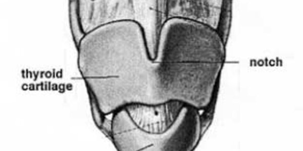 Article teaser image