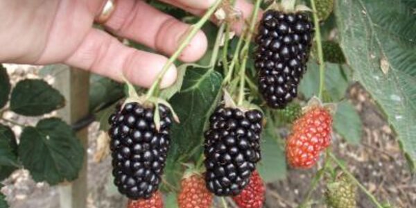 Article teaser image