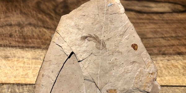 Article teaser image