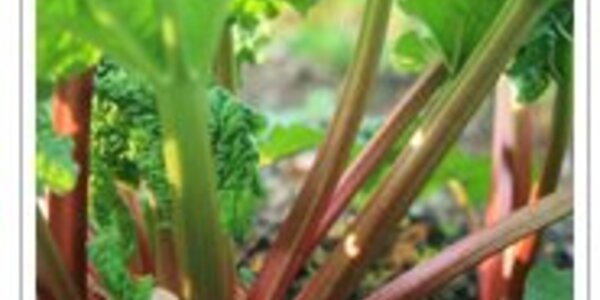 Article teaser image