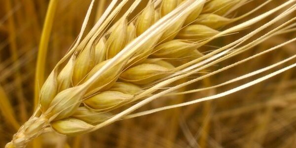 Article teaser image