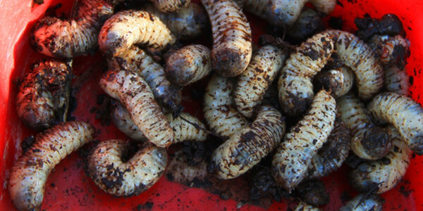 Article teaser image