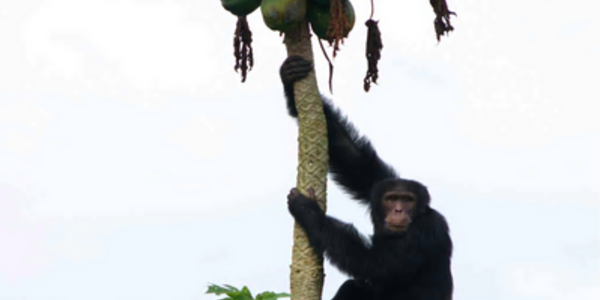 Article teaser image