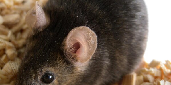 Article teaser image