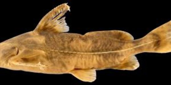 Article teaser image