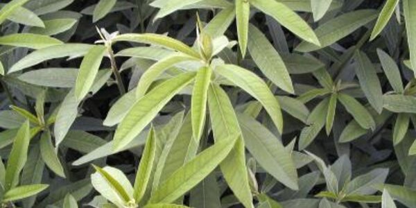 Article teaser image