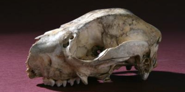 Article teaser image