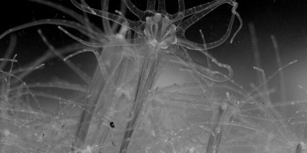 Article teaser image