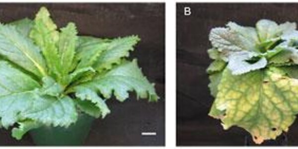 Article teaser image