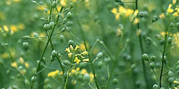 Article teaser image