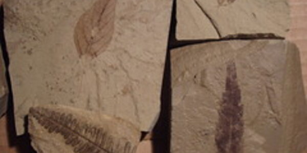 Article teaser image