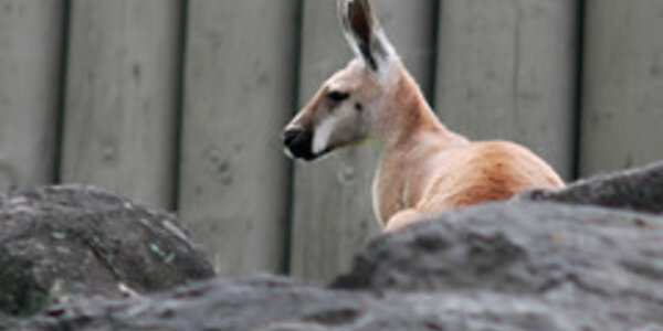 Article teaser image