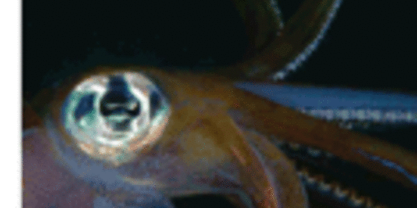 Article teaser image