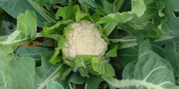 Article teaser image