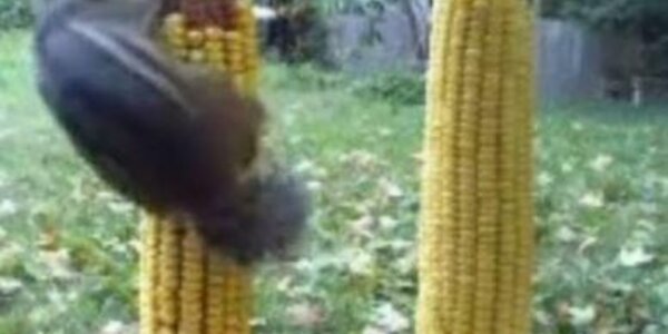 Article teaser image