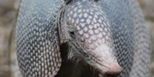 Article teaser image