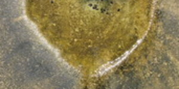 Article teaser image