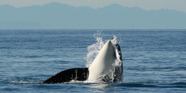 Article teaser image