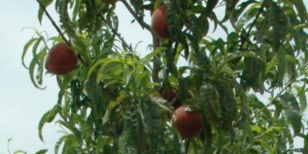 Article teaser image