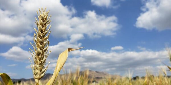 Article teaser image