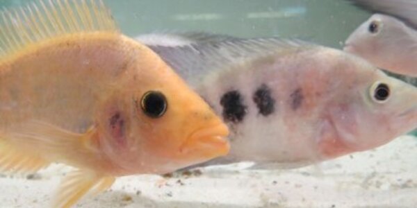 Article teaser image