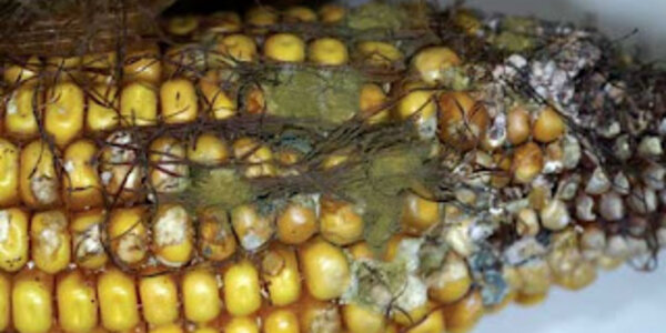 Article teaser image