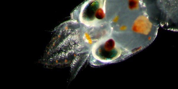 Article teaser image