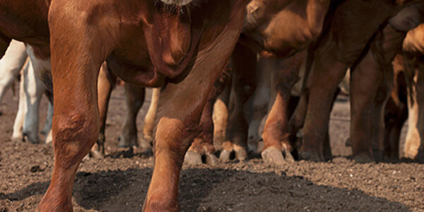 Article teaser image