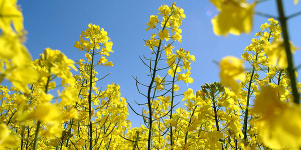 Article teaser image