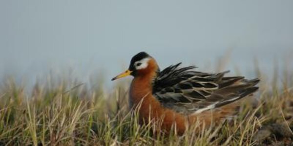 Article teaser image