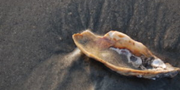 Article teaser image