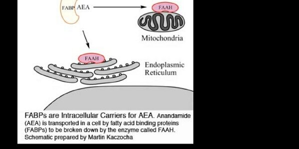 Article teaser image