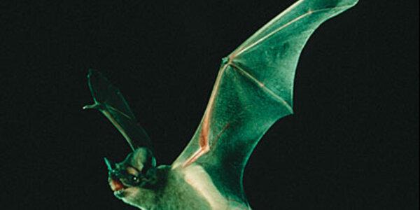 Article teaser image