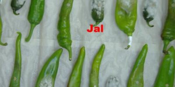 Article teaser image