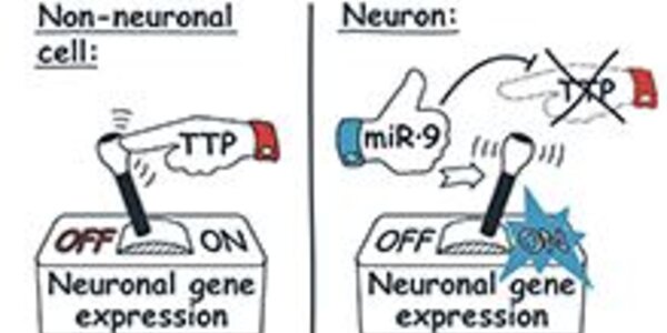 Article teaser image