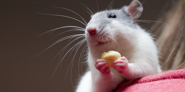 Article teaser image