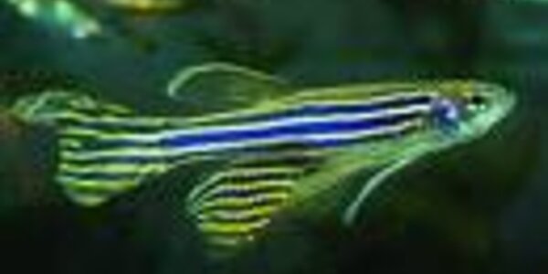 Article teaser image