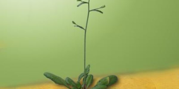 Article teaser image