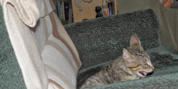 Article teaser image